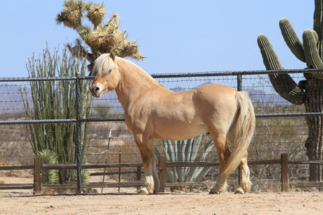HorseID: 2312428 Sunnyside Njord's Wilma - PhotoID: 1097778