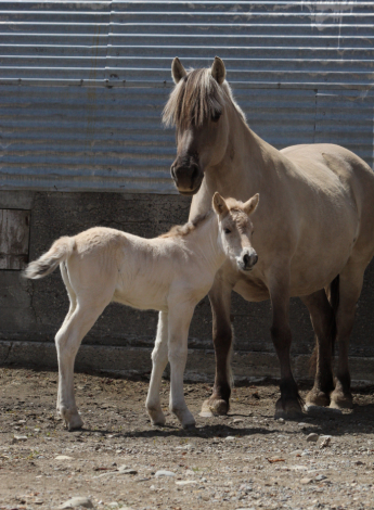 HorseID: 2312428 Sunnyside Njord's Viola - PhotoID: 1097548