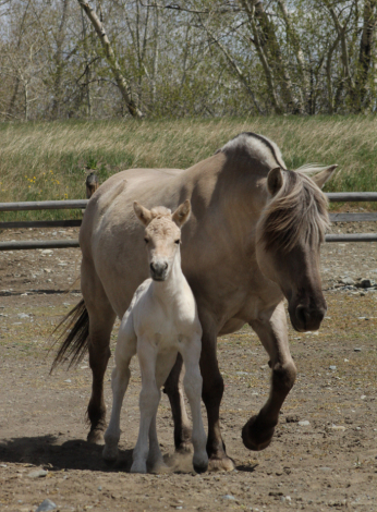 HorseID: 2312428 Sunnyside Njord's Viola - PhotoID: 1097549