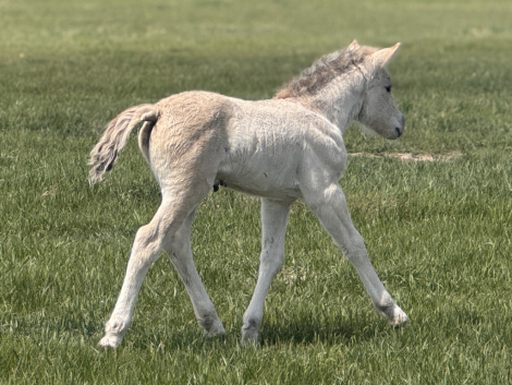 HorseID: 2312428 Sunnyside Njord's Viola - PhotoID: 1097550