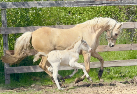 HorseID: 2312434 Tony the Pony - PhotoID: 1097733