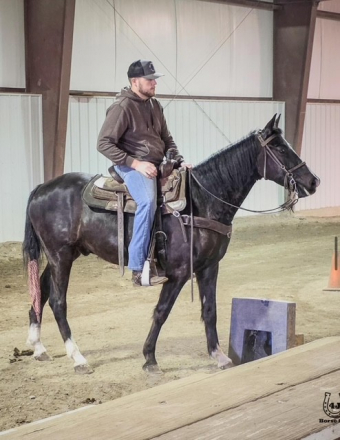 HorseID: 2312438 Danneys Gettin Ziggy With It (Ziggy) - PhotoID: 1097560