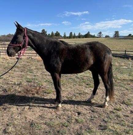 HorseID: 2312438 Danneys Gettin Ziggy With It (Ziggy) - PhotoID: 1097561