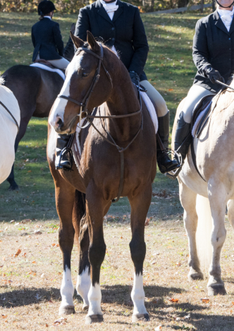 HorseID: 2312439 Corey - PhotoID: 1097562