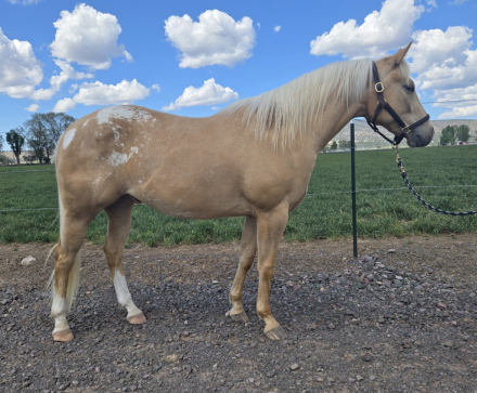 HorseID: 2312455 North Valley Cruiser - PhotoID: 1097577