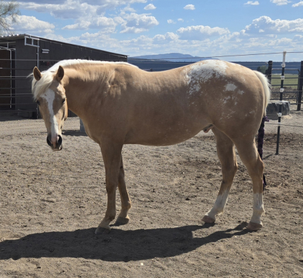 HorseID: 2312455 North Valley Cruiser - PhotoID: 1097578
