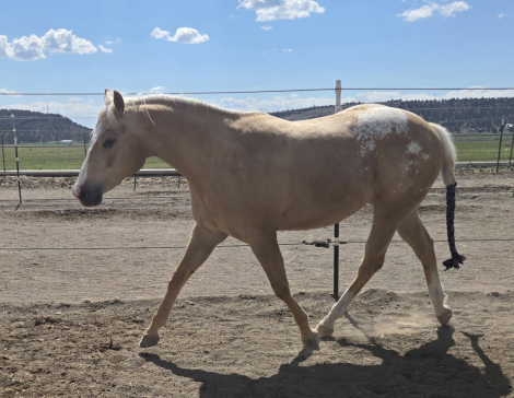 HorseID: 2312455 North Valley Cruiser - PhotoID: 1097579