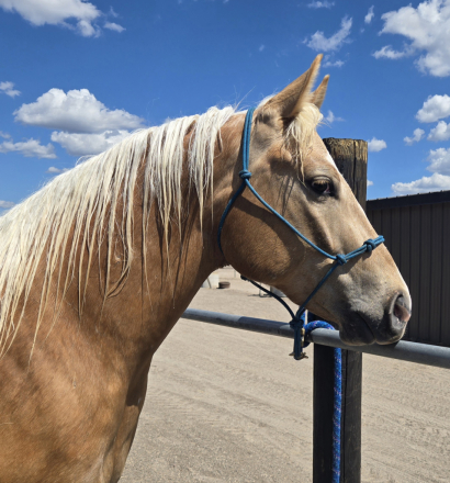 HorseID: 2312455 North Valley Cruiser - PhotoID: 1097580