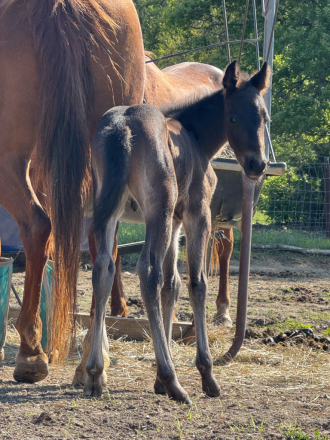 HorseID: 2312459 Twizzlin Blu Boon (Pending) - PhotoID: 1097585