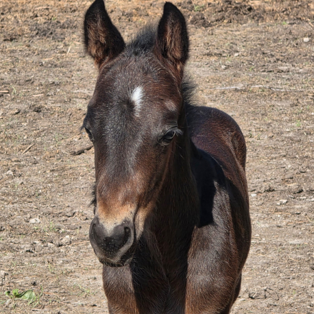 HorseID: 2312459 Twizzlin Blu Boon (Pending) - PhotoID: 1097586