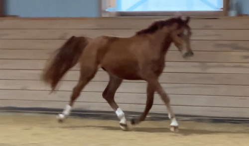 HorseID: 2312461 Benji - PhotoID: 1097589