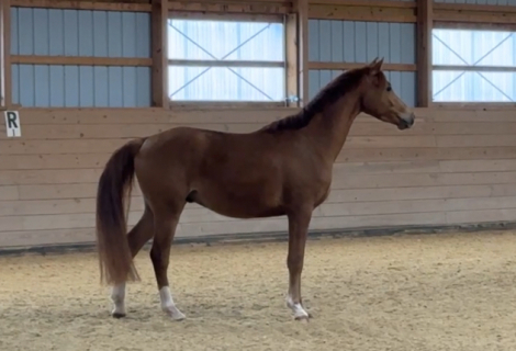 HorseID: 2312461 Benji - PhotoID: 1097590