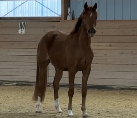 HorseID: 2312461 Benji - PhotoID: 1097591