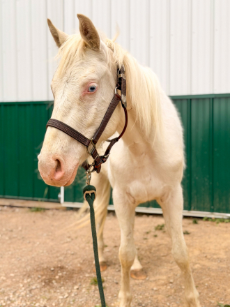 HorseID: 2312463 Mickey - PhotoID: 1097594