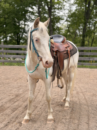 HorseID: 2312463 Mickey - PhotoID: 1097595