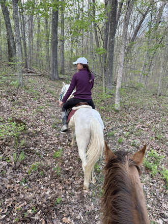 HorseID: 2312463 Mickey - PhotoID: 1097596