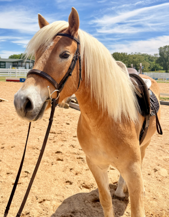 HorseID: 2312467 Baptized By Fire of Due North - PhotoID: 1097628