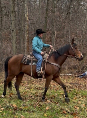 HorseID: 2312477 Go The Distance - PhotoID: 1097606