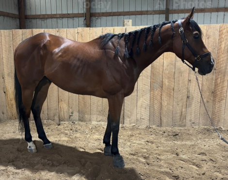 HorseID: 2312477 Go The Distance - PhotoID: 1097607
