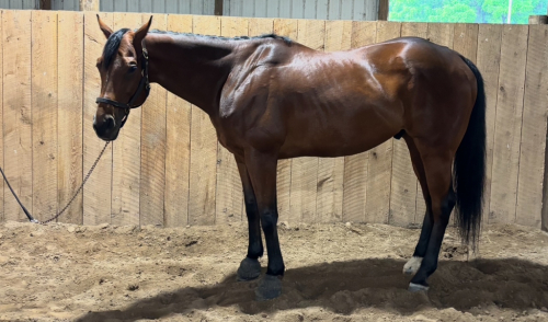 HorseID: 2312477 Go The Distance - PhotoID: 1097608