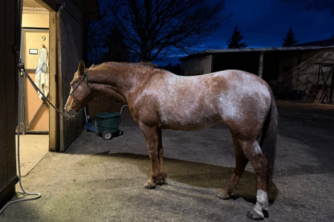 HorseID: 2312485 Paris - PhotoID: 1097620