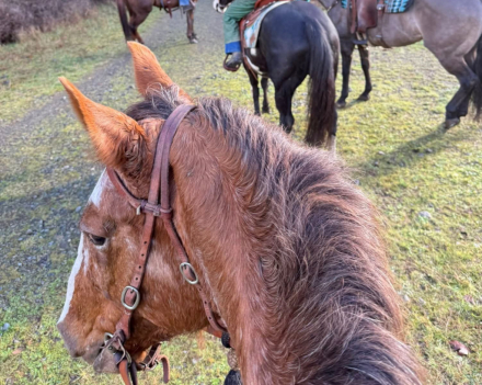 HorseID: 2312485 Paris - PhotoID: 1097621