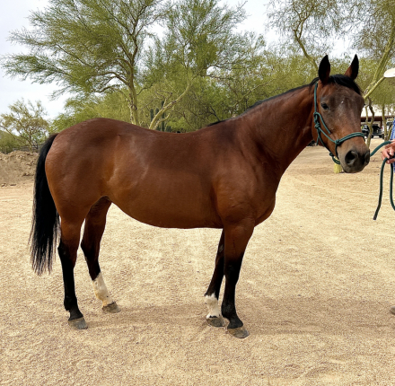 HorseID: 2312489 Drive a Highbrow - PhotoID: 1097623