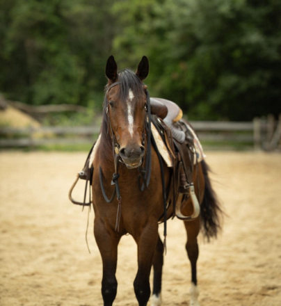 HorseID: 2312492 Possum - PhotoID: 1097625