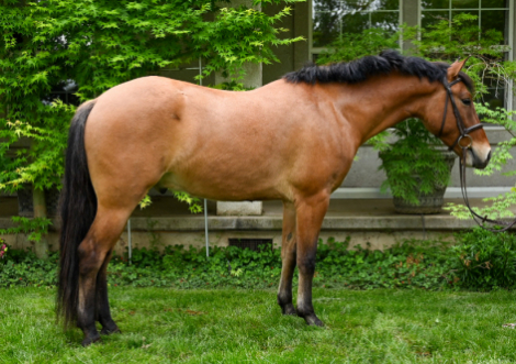 HorseID: 2312495 Enchanted Orchard Chandler - PhotoID: 1097627