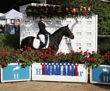 HorseID: 2312497 Stormy Zabelle ASH - PhotoID: 1097630