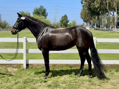 HorseID: 2312497 Stormy Zabelle ASH - PhotoID: 1097631