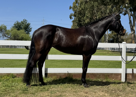 HorseID: 2312497 Stormy Zabelle ASH - PhotoID: 1097632