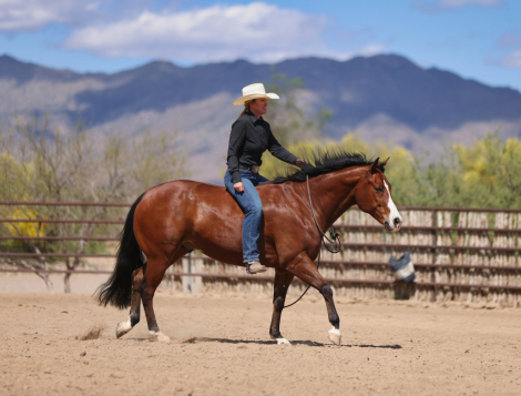 HorseID: 2312504 CEE MEDREAM - PhotoID: 1097642