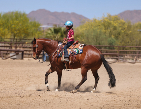 HorseID: 2312504 CEE MEDREAM - PhotoID: 1097643