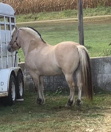 HorseID: 2312506 1DR Audun - PhotoID: 1097645