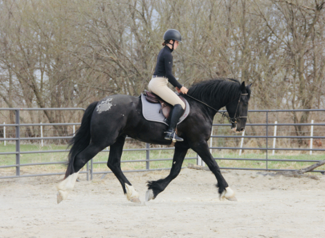 HorseID: 2312509 Sweet, Stylish, Stunning Young Sport Horse - PhotoID: 1097647