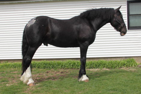 HorseID: 2312509 Sweet, Stylish, Stunning Young Sport Horse - PhotoID: 1097648