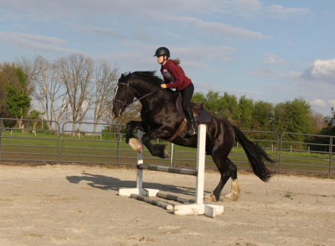 HorseID: 2312509 Sweet, Stylish, Stunning Young Sport Horse - PhotoID: 1097649