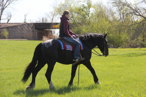 HorseID: 2312509 Sweet, Stylish, Stunning Young Sport Horse - PhotoID: 1097650