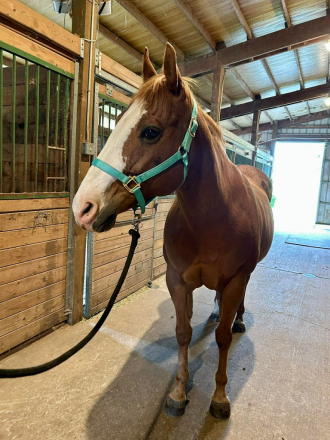 HorseID: 2312510 Sassy - PhotoID: 1097652