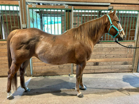 HorseID: 2312510 Sassy - PhotoID: 1097653