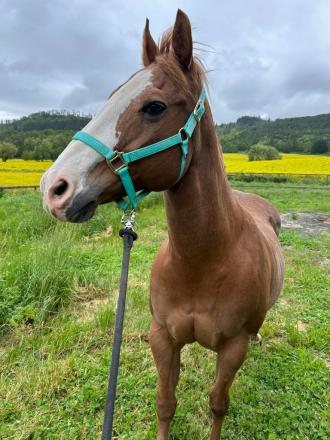 HorseID: 2312510 Sassy - PhotoID: 1097654