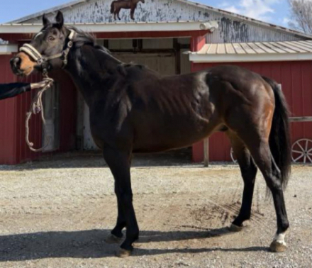 HorseID: 2312513 Mine Own Star - PhotoID: 1097658