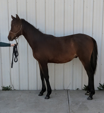 HorseID: 2312527 Maximo's Horchata - PhotoID: 1097667