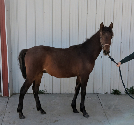 HorseID: 2312527 Maximo's Horchata - PhotoID: 1097668