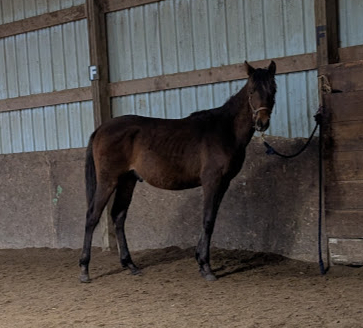 HorseID: 2312527 Maximo's Horchata - PhotoID: 1097669