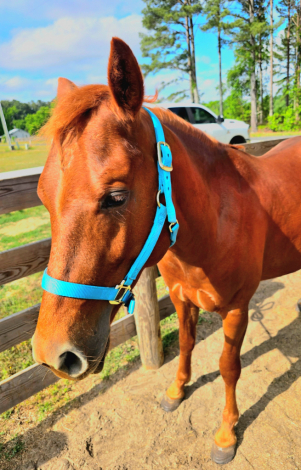 HorseID: 2312533 Boon's Kim (Tucker) - PhotoID: 1097678