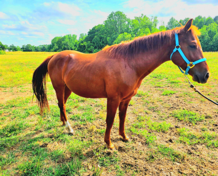 HorseID: 2312533 Boon's Kim (Tucker) - PhotoID: 1097679