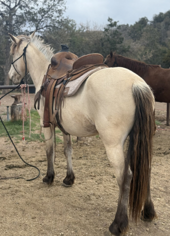 HorseID: 2312534 Milly - PhotoID: 1097716
