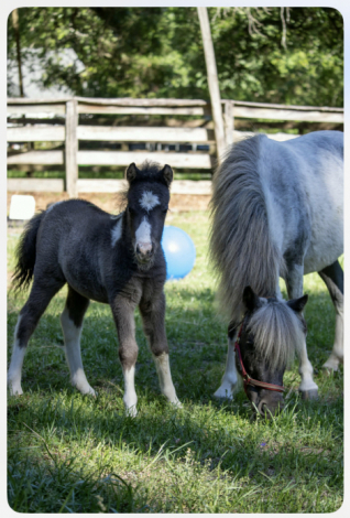 HorseID: 2312539 Sundance Oaks Cisco Kid - PhotoID: 1097682